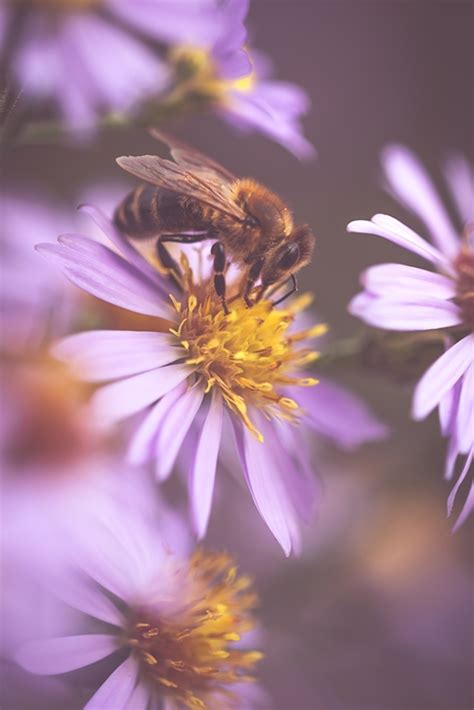 Bee On Autumn Aster Posters And Prints By Edith Nero Printler