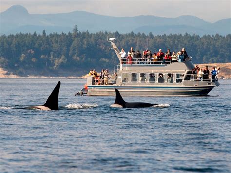 Whale Watching Tours In San Juan Islands Experience The Thrill