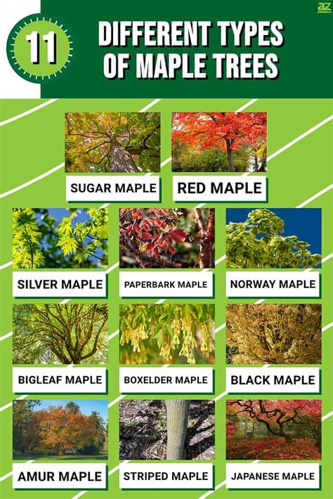 Discover The 11 Different Types Of Maple Trees A Z Animals