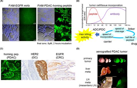 Biological Characteristics Of The Tumorhoming Peptide A Rapid