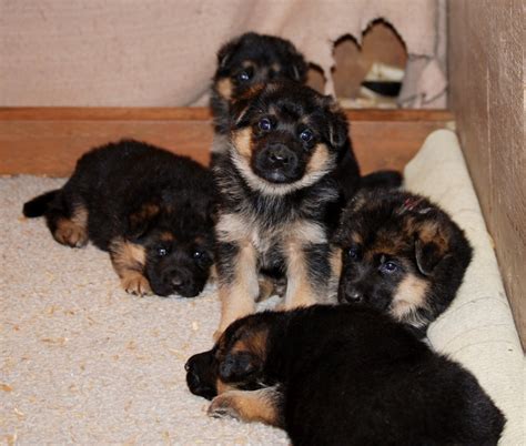 3 Week Old German Shepherd Puppies - Common Information And Pictures