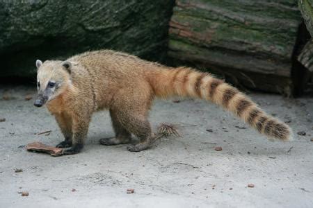 Quizypedia : Mammifères d'Amérique du Sud (1) : Trouver l'animal avec ...