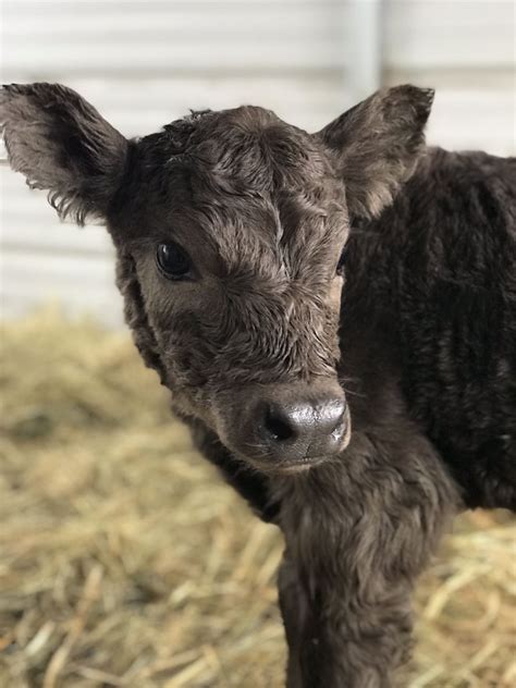 Lowline Angus Calf - One Day old | Calves, Farm life, Lowline angus