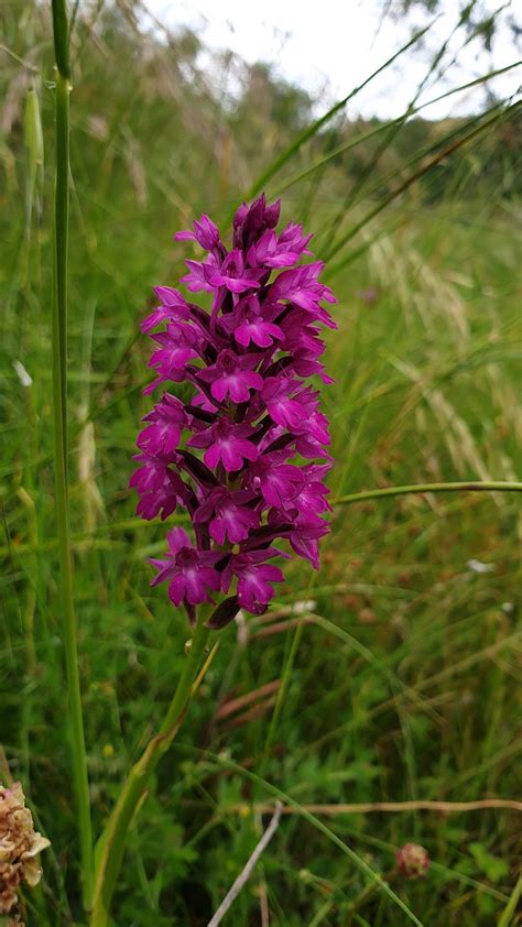 Blume Orchidee Natur Kostenloses Foto Auf Pixabay Pixabay