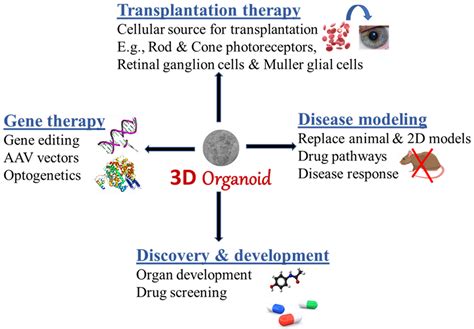 The Use Of Organoids In Regenerative Medicine Facellitate