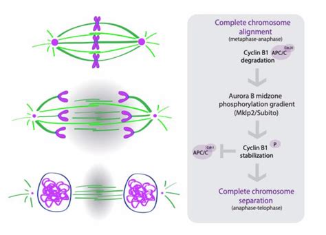 Spatiotemporal Regulation Of The Anaphase-promoting Complex, 54% OFF