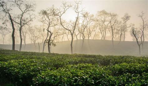 Beautiful Tea Gardens in Sylhet, Bangladesh - Hillw