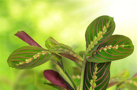 Varieties Of Maranta – Learn About Different Prayer Plant Types