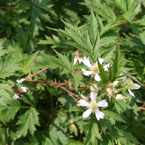 Evergreen blackberry (Rubus laciniatus) - WeedWise Program
