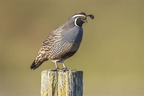California Quail