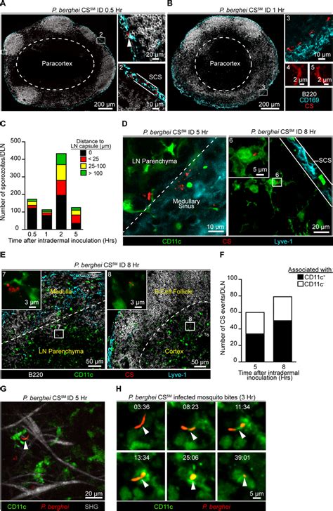 Localization Quantification And Dynamics Of Sporozoites In The