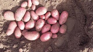 Картофель Беллароза: отзывы, описание сорта, фото, видео, отзывы ...