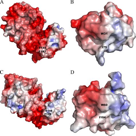 Electrostatic Potentials Of TrxR And Trx From E Coli A And B