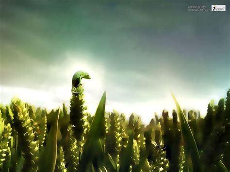 Beautiful Corn Field Wallpapers - 4k, HD Beautiful Corn Field ...