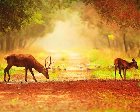 Beautiful Deer Wallpapers Top Free Beautiful Deer Backgrounds