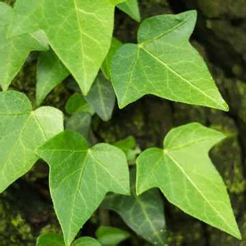 Хедера хеликс (микс): уход в домашних условиях, размножение - FloraGid