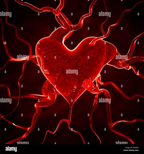 Heart Veins Arteries Hi Res Stock Photography And Images Alamy