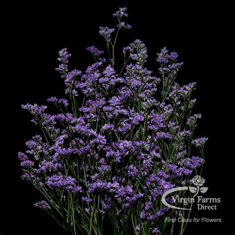 Limonium - Virgin Farms - First Class For Flowers