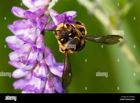 Colletidae hi-res stock photography and images - Alamy