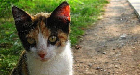 Qu Es Un Gato Calico Diluido