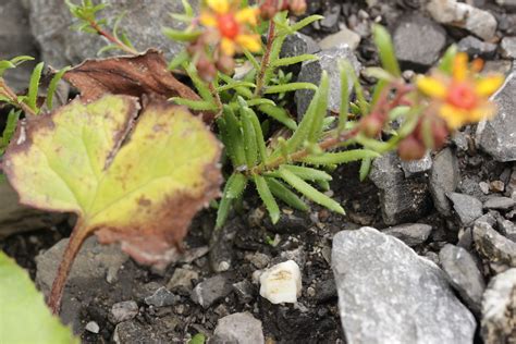 Yellow Mountain Saxifrage Saxifraga aizoides Björn S Flickr