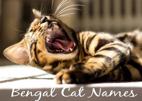 105 Exotic Names For Bengal Cats - Cat Mania