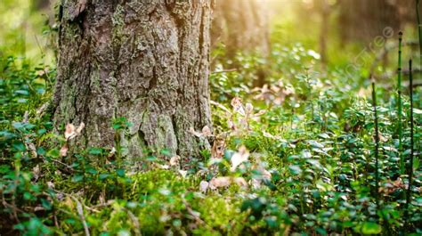 Forest Blur Light Sun Rays Forest Blur Light Sun Rays Green Panorama ...