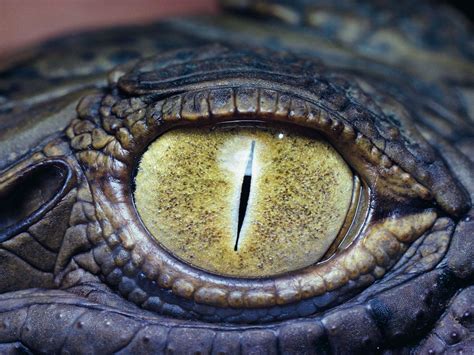 oog van een krokodil | Crocodile eyes, Crocodiles, Reptile eye