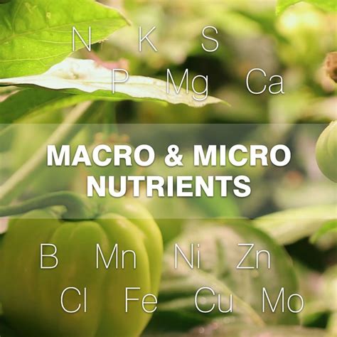 Macronutrients Vs Micronutrients Plants | nutrienkarbo