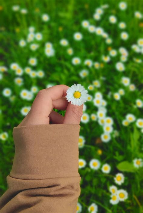 green flower background 4
