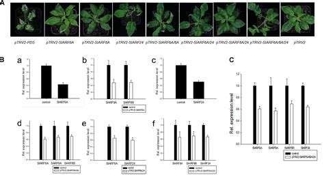 Frontiers Functional Dissection Of Auxin Response Factors In