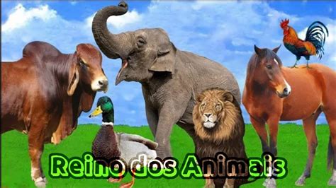 Som Relaxante Para Animais Animais Da Fazend Animais Selvagens YouTube