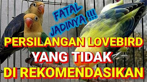 Penjodohan Lovebird Yang Tidak Di Rekomendasikan Nyesel Kalau Di