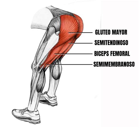 Isquiotibiales En Peso Muerto Peso Muerto Anatomia Funcional Tipos