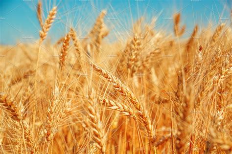 Gold Wheat Field And Blue Sky Beautiful Ripe Harvest Featuring Wheat