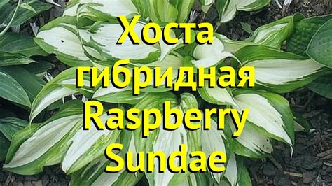 Хоста гибридная Распберри Сандей. Краткий обзор, описание характеристик ...