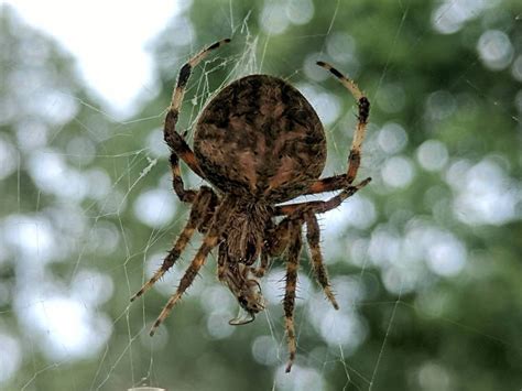 Monthly Image: Orb-Weaving Spider – The Smell of Molten Projects in the ...