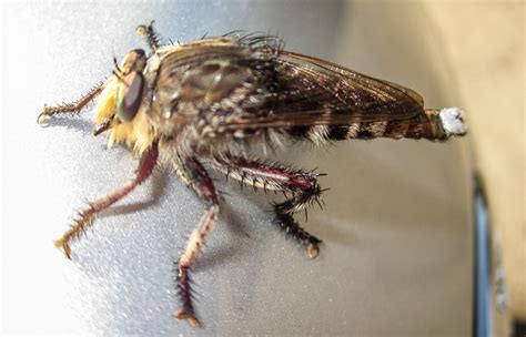 How to Get Rid of Robber Flies: Effective Methods & Prevention Tips ...