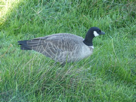 Cackling Goose | Race Rocks Ecological Reserve-