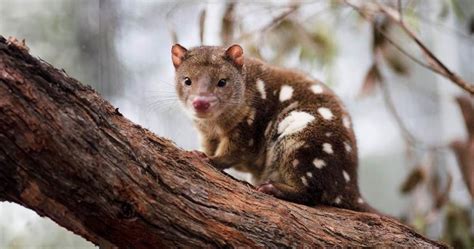 Quoll Facts: The Males Die After Only 1 Mating Season - Odd Facts