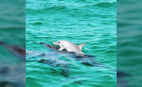 Heartwarming Moment: Newborn Dolphin Delights in a Ride on Mom’s Back ...