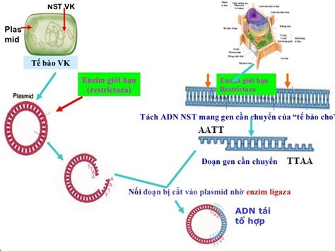 Lý thuyết Bài 20 Tạo giống nhờ công nghệ gen Sinh học 12 Hoc24