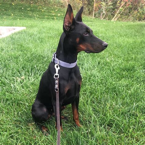 Knights Gate K9 Doberman Pinscher Puppies For Sale In Mchenry Il