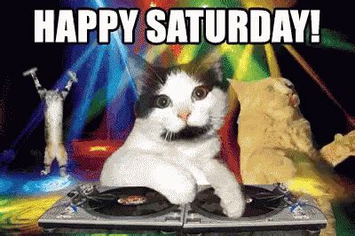 Cats Party GIF - Cats Party HappySaturday - Discover & Share GIFs