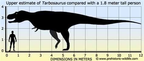 Tarbosaurus | Paleontology World