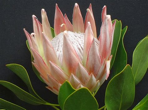 Proteas and Leucadendron Plants from South Africa: KING PROTEA