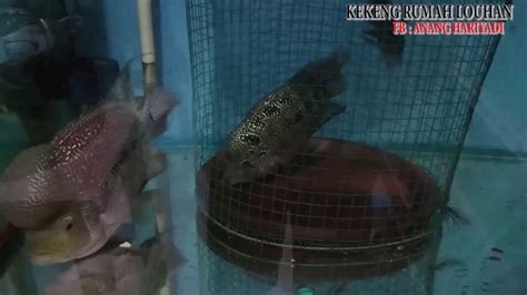 Cara Ternak Ikan Louhan Untuk Pemula Flowerhorn Breeding Solusi