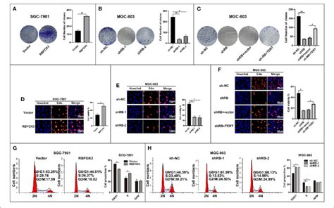 Rbfox Promoted Gastric Cancer Gc Cell Multiplication And Cell