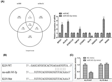 KLF6 Serves As A Direct Downstream Target Of MiR 543 3p A The