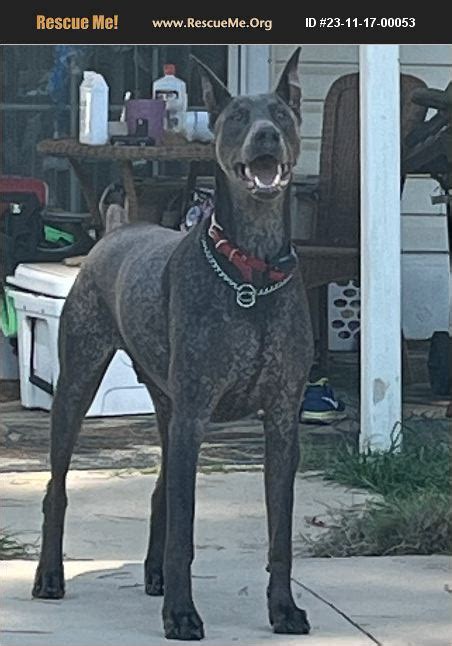 Adopt Doberman Pinscher Rescue Columbia Sc